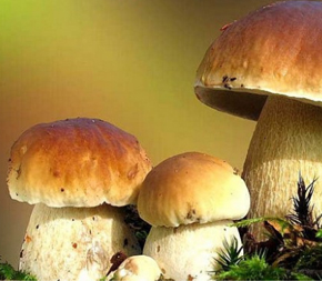 牛肝菌