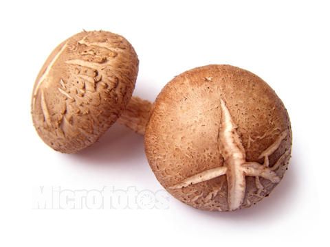 香菇簡介
