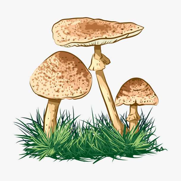 預警：野生菌中毒怎么防？怎么控？怎么辦？