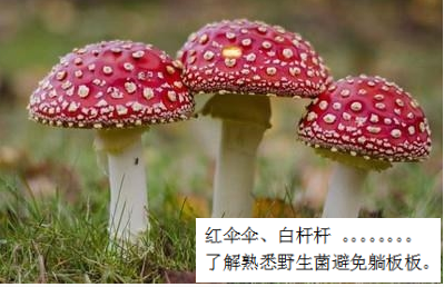 預(yù)防毒蘑菇中毒，這些事你該知道